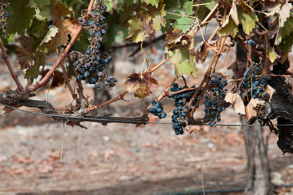    Concha Y Toro Winery, Chile