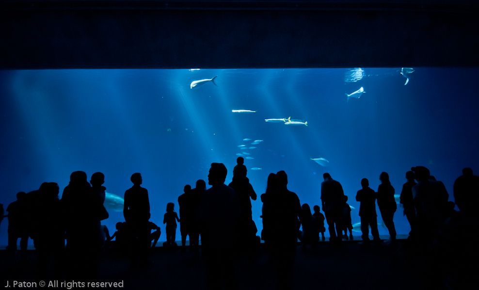 Monterey Bay Aquarium   Monterey, California