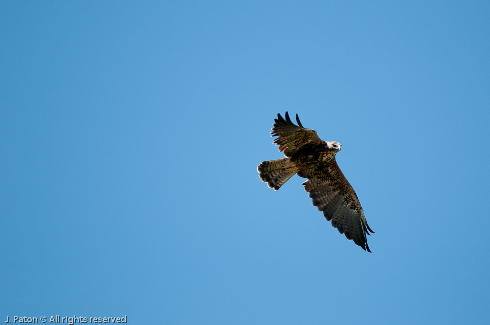 Swainson's Hawk?   Merced National Wildlife Refuge, California