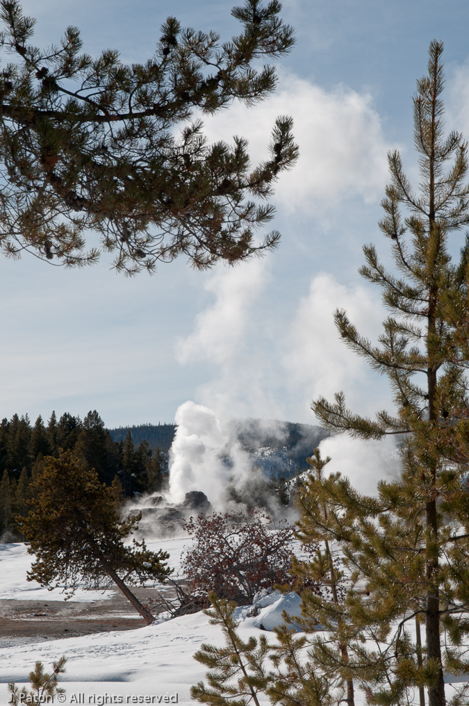 Castle Geyser Through the Trees   Old Faithful Area, Yellowstone National Park, Wyoming