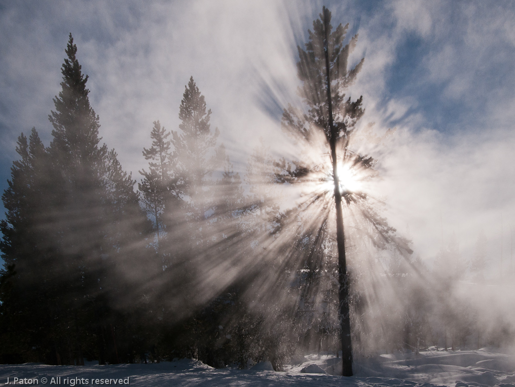 Backlit Tree and Steam   Upper Geyser Basin, Yellowstone National Park, Wyoming