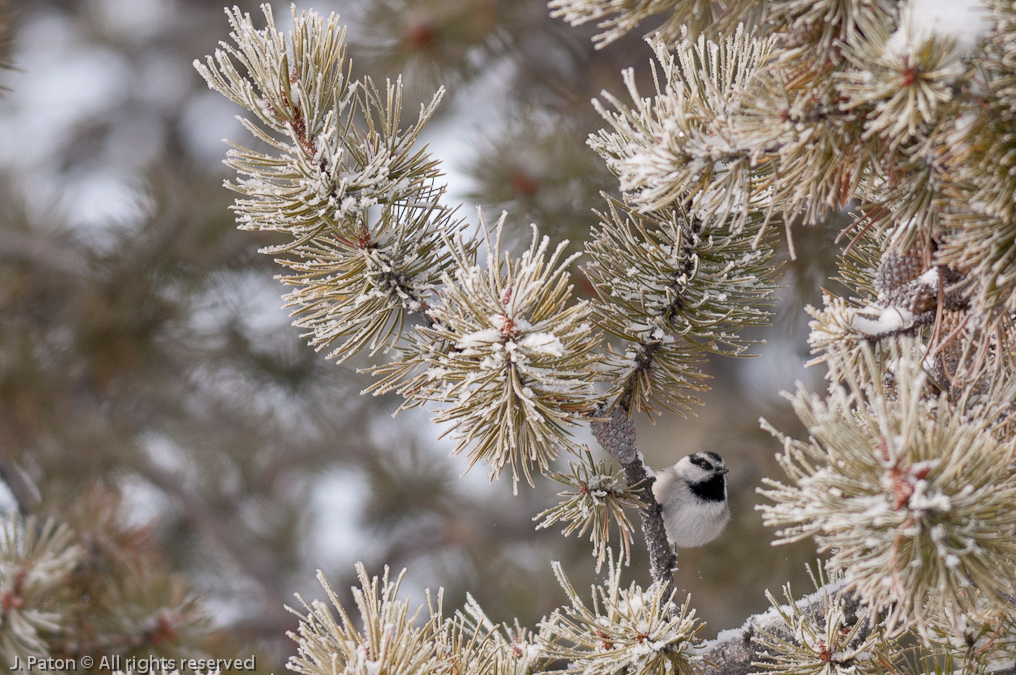 Mountain Chickadee   Old Faithful Area, Yellowstone National Park, Wyoming
