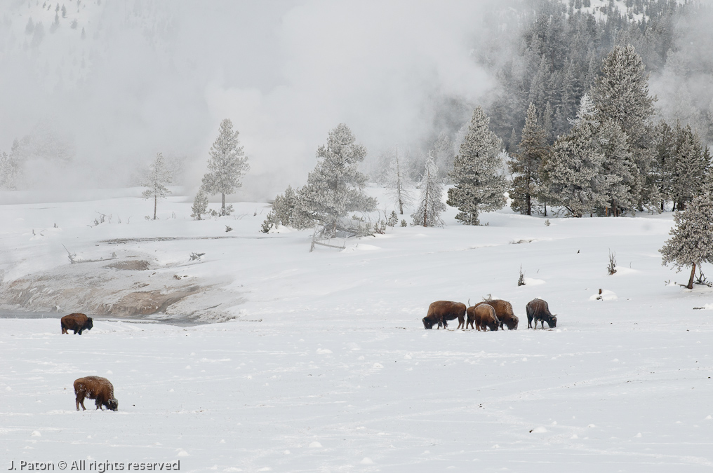 Bison   Upper Geyser Basin, Yellowstone National Park, Wyoming