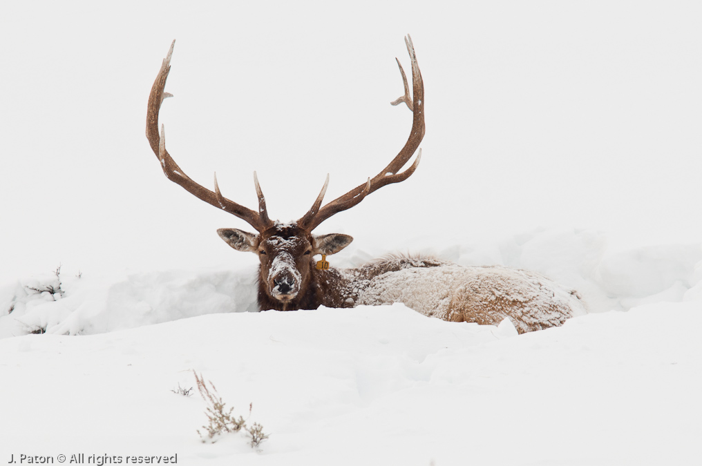 Elk #10   Yellowstone National Park, Wyoming