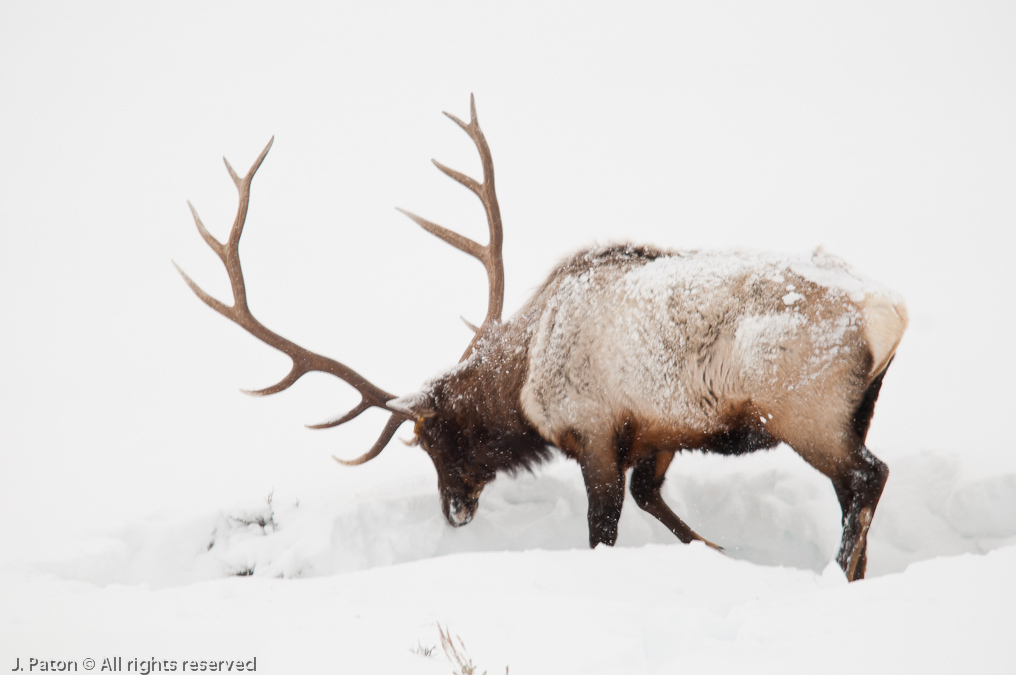 Elk #10   Yellowstone National Park, Wyoming