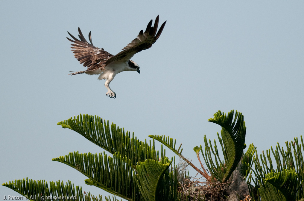 Osprey Landing at Nest   South Tropical Trail, Merritt Island, Florida