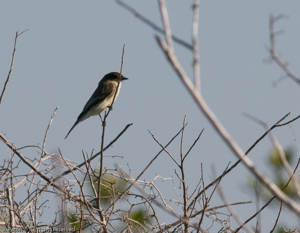 Unknown   Cruickshanks Trail, Merritt Island Wildlife Refuge, Florida