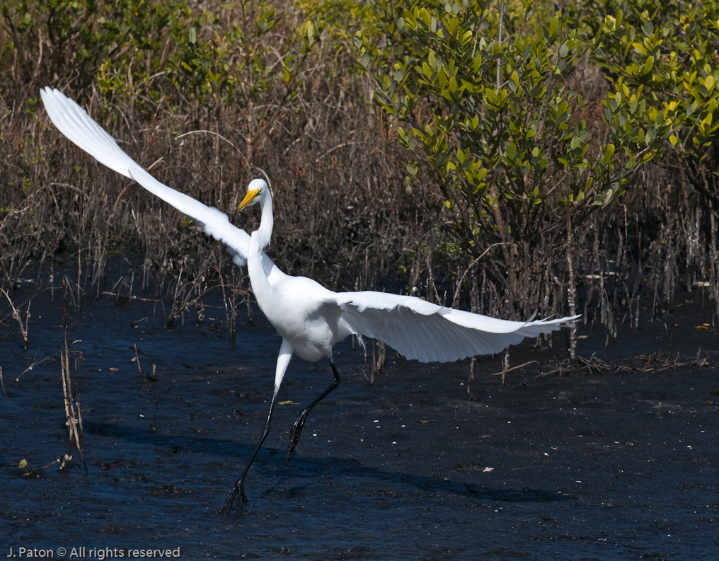 Great Egret   Black Point Drive, Merritt Island Wildlife Refuge, Florida 