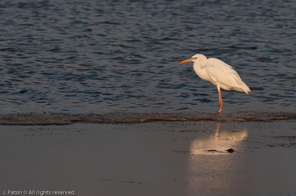 Great White Heron   Biolab Road, Merritt Island National Wildlife Refuge, Florida
