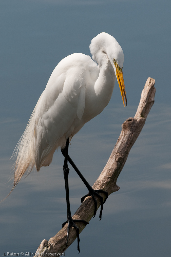 Great Egret on Blurry Branch   Gatorland, Kissimmee, Florida