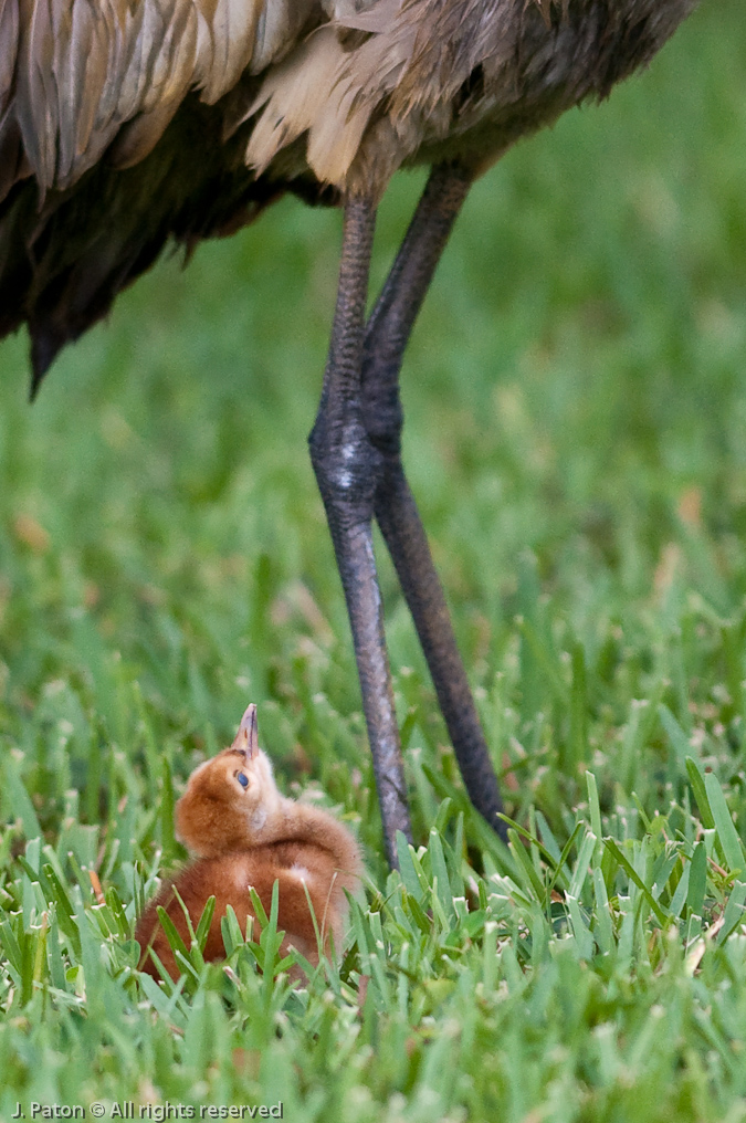 Sandhill Crane Chick Keeping an Eye on Mom   West Melbourne, Florida