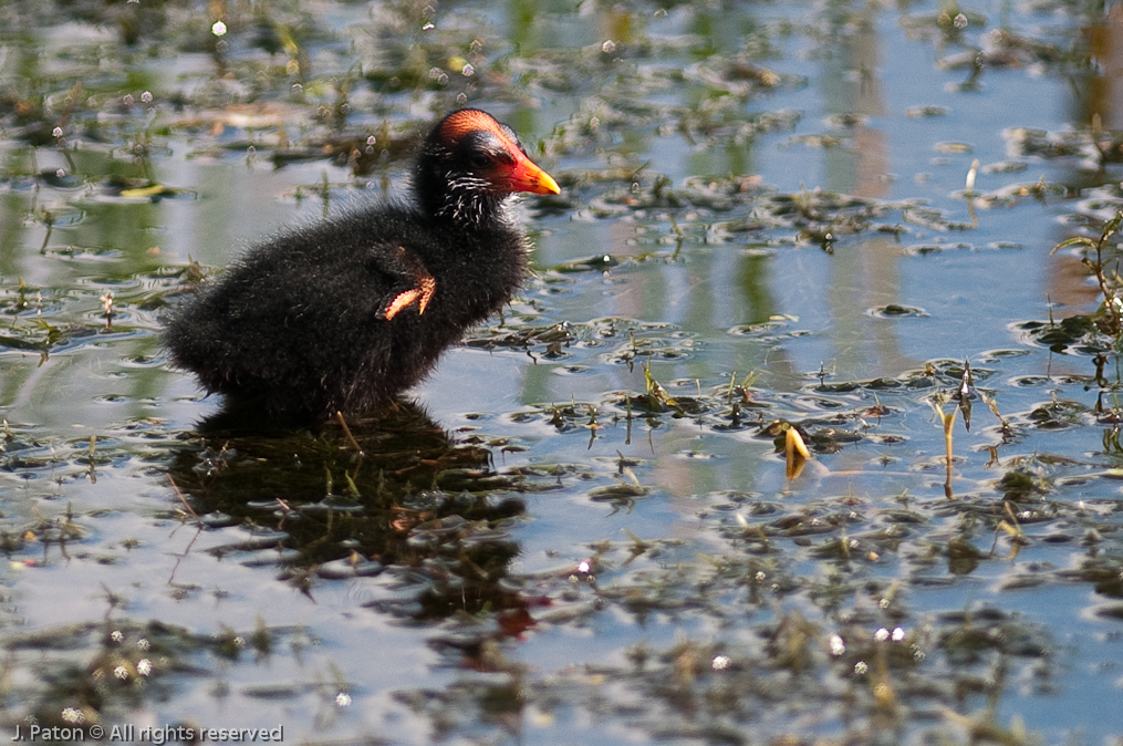 Moorhen Chick   Viera Wetlands, Florida