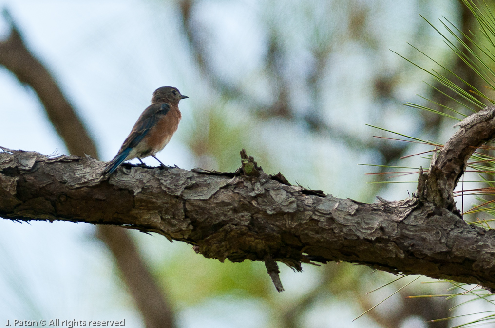    Three Rivers Wildlife Management Area, Florida
