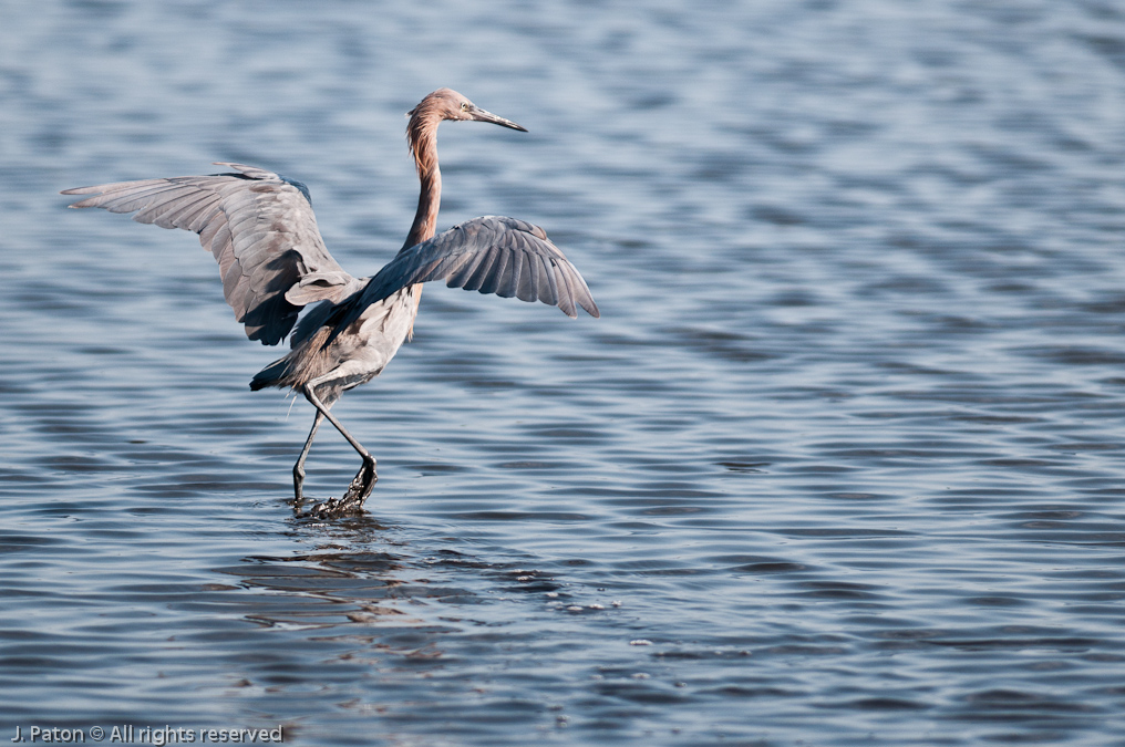 Reddish Egret   Shiloh Marsh Road, Merritt Island National Wildlife Refuge, Florida